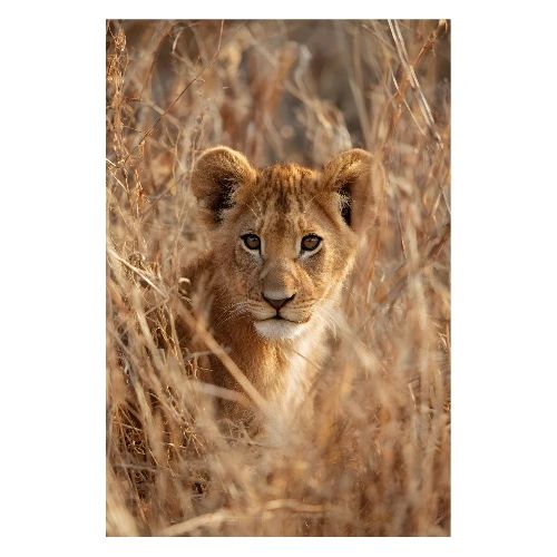 Savannah Lion Cub - Poster 8x12
