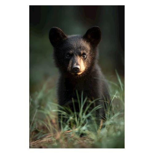 Little Black Bear Portrait - Poster 8x12