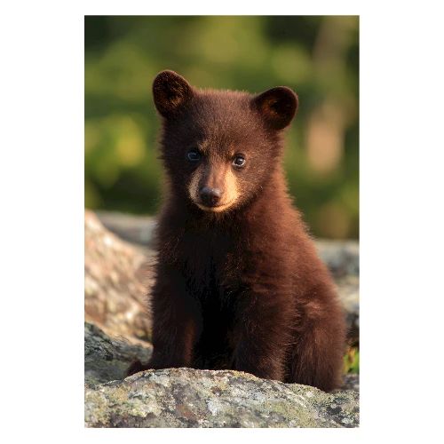 Little Brown Bear Portrait - Poster 8x12