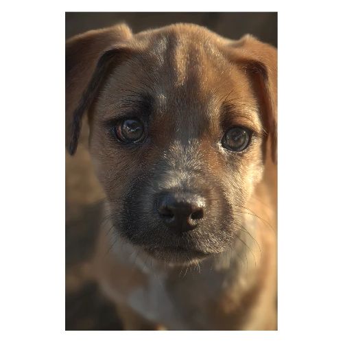 Close-Up Puppy Charm - Poster 8x12