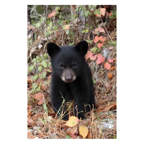 Little Black Bear in the Wild - Poster 8x12
