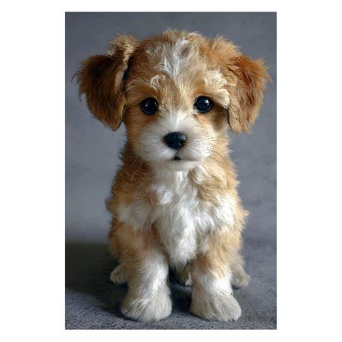 Gentle Puppy Portrait on Grey - Poster 8x12