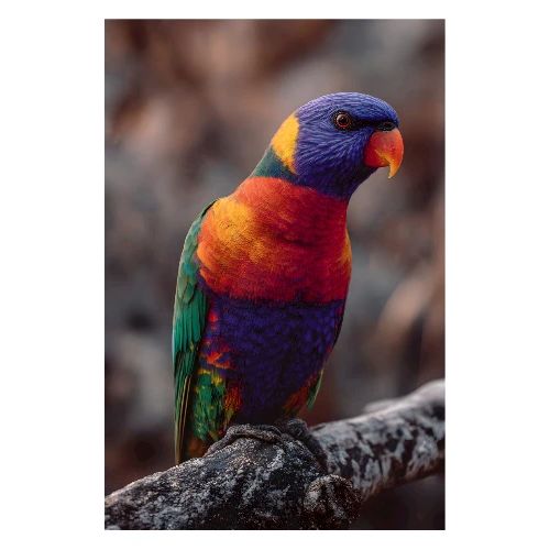 Colorful Parrot on a Branch - Poster 8x12