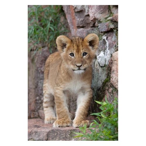Young Lion Cub Portrait - Poster 8x12