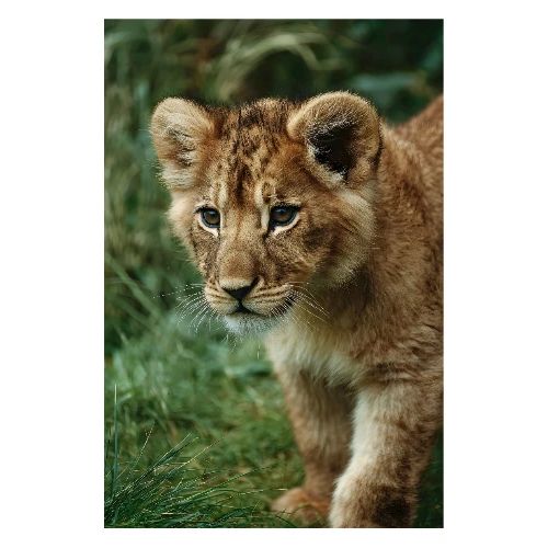 Lion Cub Walking Forward - Poster 8x12
