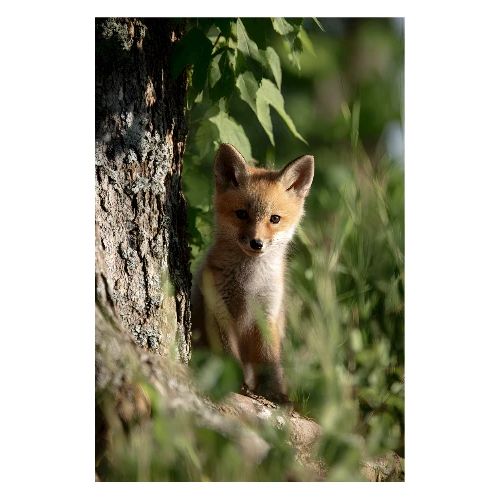 Fox: Forest Curiosity - Poster 8x12