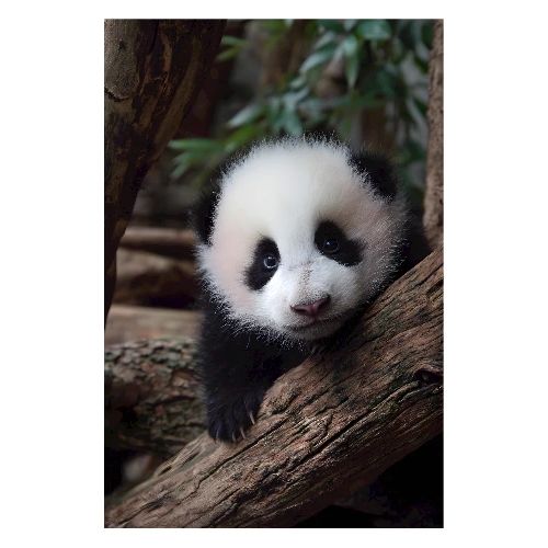 Panda’s Sweet Stare - Poster 8x12