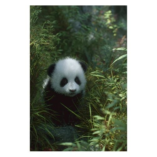 Panda Among Leaves - Poster 8x12