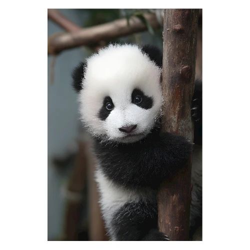 Panda on the Trunk - Poster 8x12