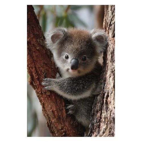 Curious Koala Charm - Poster 8x12