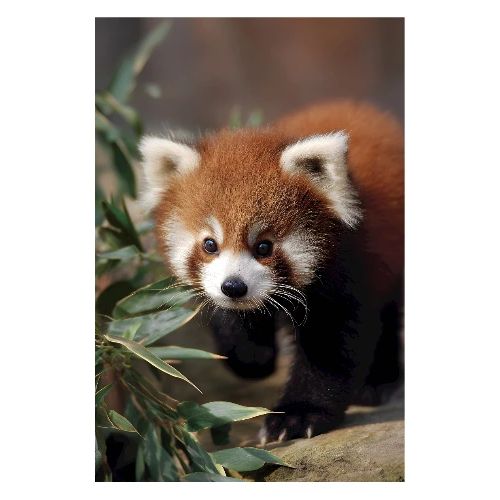 Red Panda’s Stroll - Poster 8x12