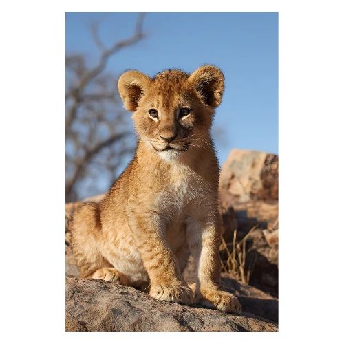 Lion Cub Under the Sun - Poster 8x12