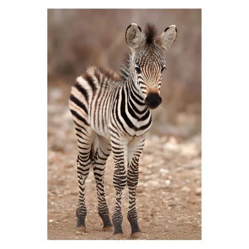 Zebra: Little Stripes of the Savannah - Poster 8x12