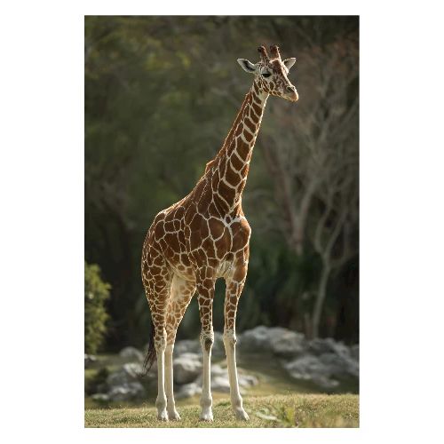 Giraffe: Tall Beauty of the Wild - Poster 8x12