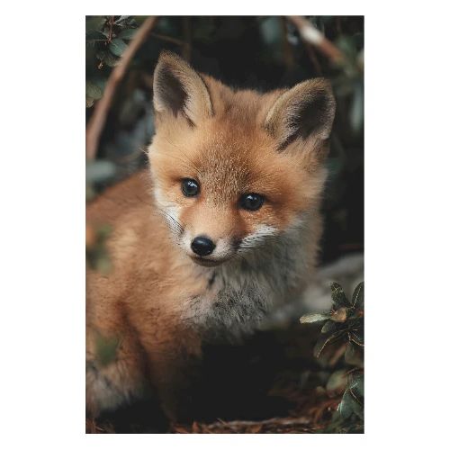 Fox: Wild Innocence - Poster 8x12