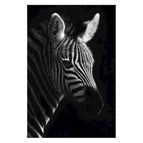 Zebra: Monochrome Grace - Poster 8x12