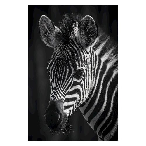 Zebra: Striped Serenity - Poster 8x12