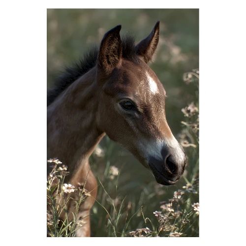 Horse: Tranquil Gaze - Poster 8x12