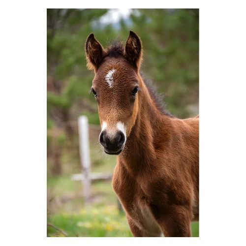 Horse: Steadfast Spirit - Poster 8x12