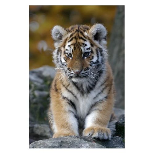 Tiger Cub: Little Explorer - Poster 8x12