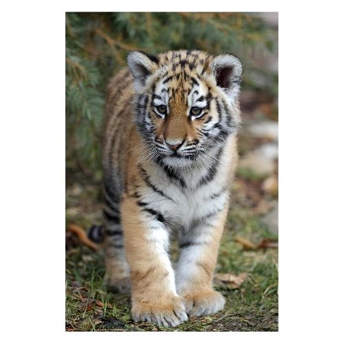 Tiger Cub: Peaceful Wanderer - Poster 8x12