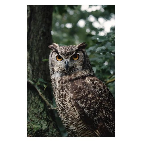 Owl: Silent Watcher - Poster 8x12