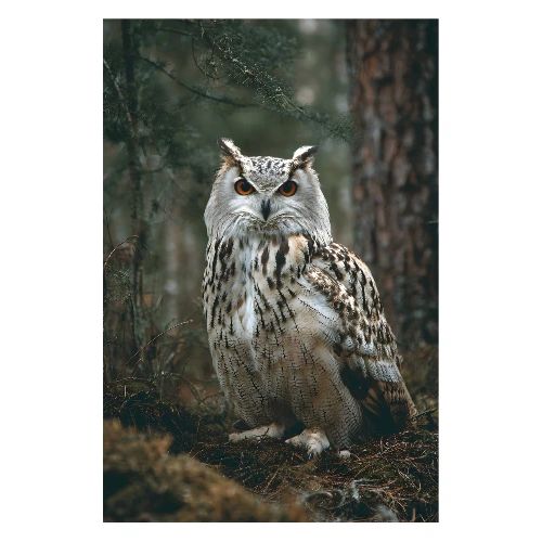Owl: Forest Guardian - Poster 8x12