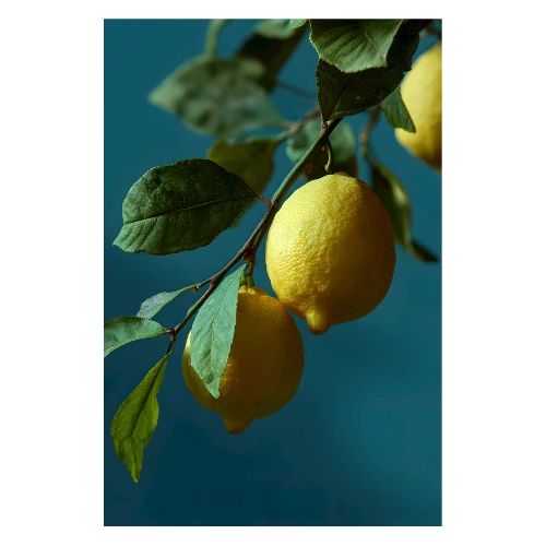 Lemon Grove Morning - Poster 8x12