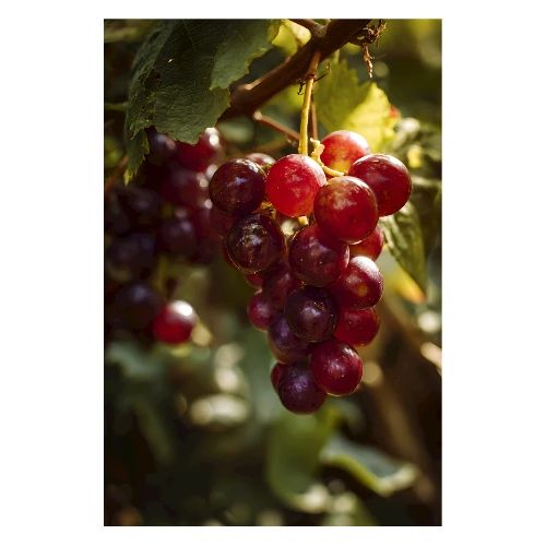 Sunlit Grapes on the Vine - Poster 8x12