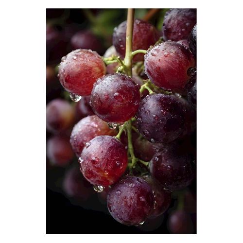 Dew-Kissed Purple Grapes - Poster 8x12