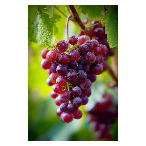 Vineyard Grapes in the Open Air - Poster 8x12