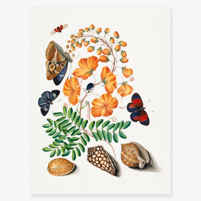 Butterflies & Beetles