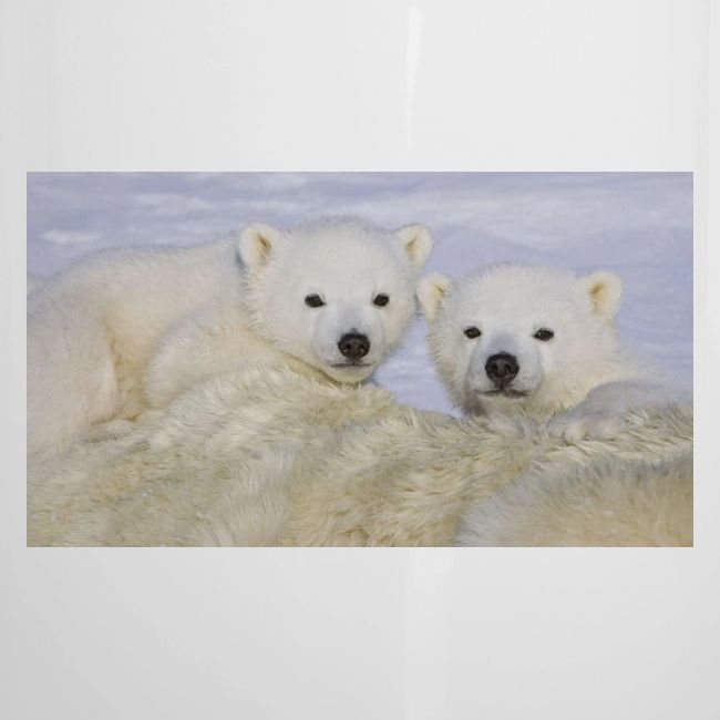 polarbears