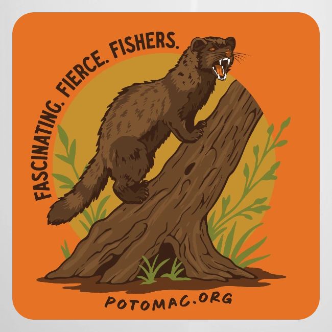 2025 Potomac Animal of the Year: Fisher