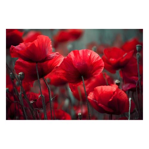 Where the Poppies Bloom - Poster 36x24
