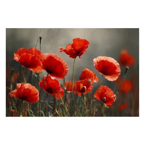 Poppies: A Tribute in Red - Poster 36x24