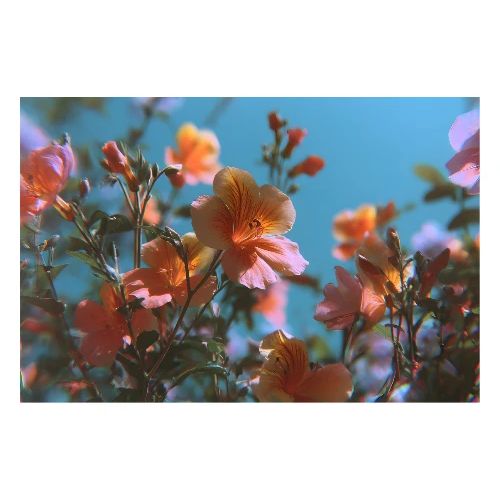 Sunlit Blossoms - Poster 36x24