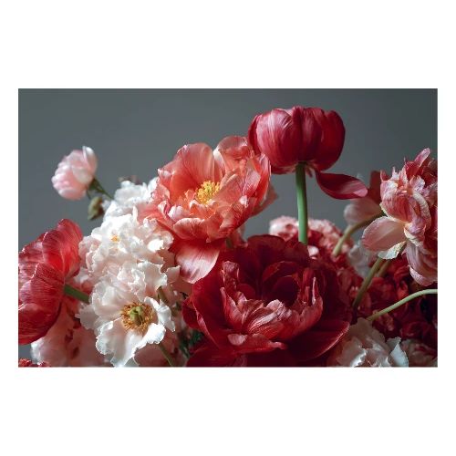 Crimson Bloom - Poster 36x24