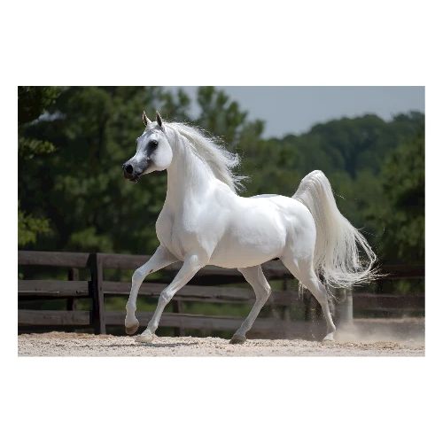 Gallop of Light - Poster 36x24
