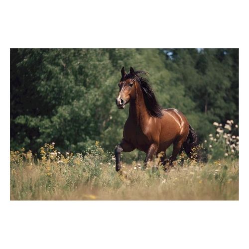 Horse: Gallop Through the Wild - Poster 36x24