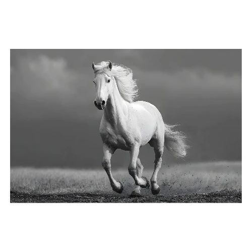 Horse: Wind and Shadow - Poster 36x24