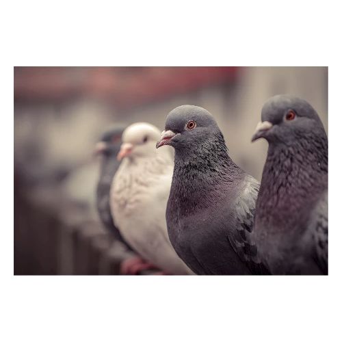 Pigeon Line-Up - Poster 36x24
