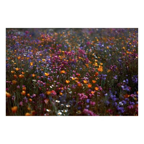 Wild Symphony - Poster 36x24
