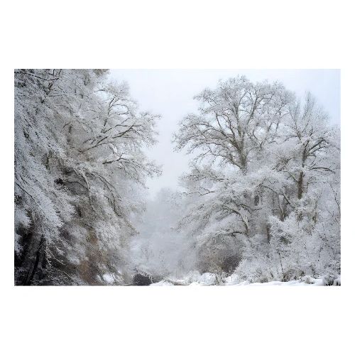 Winter: Frosted Giants - Poster 36x24