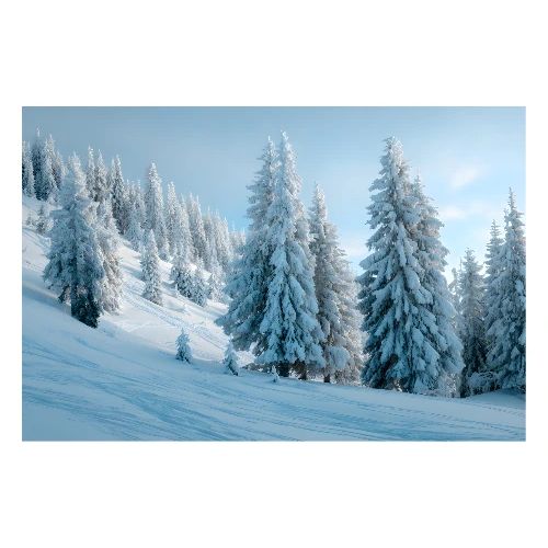 Pine Forest in Winter Sun - Poster 36x24