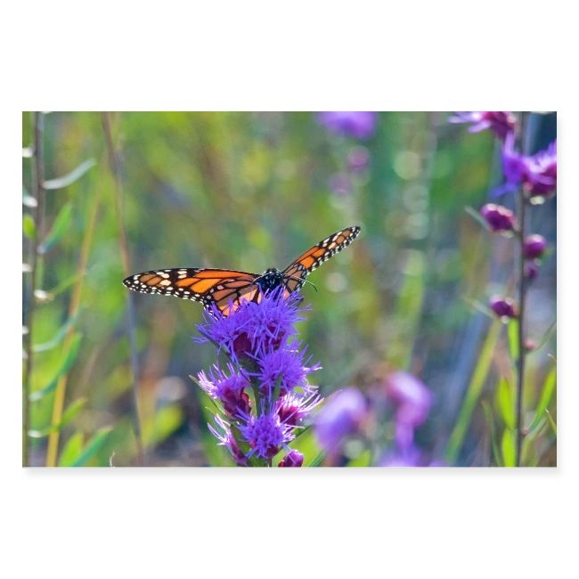 Butterfly in the Indiana Dunes Poster
