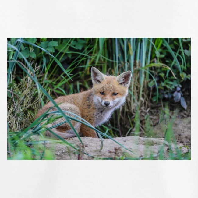 fox