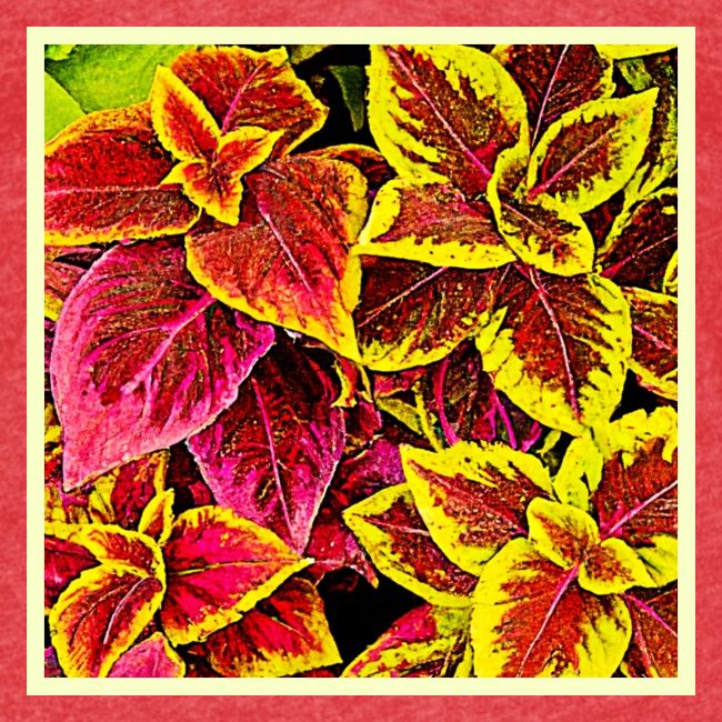 Coleus Leaf Burst Design