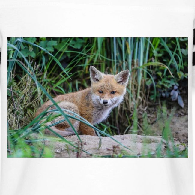 fox