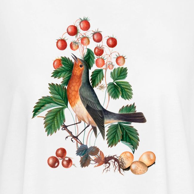 European robin
